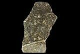 Ammonite (Promicroceras) Cluster - Somerset, England #129289-1